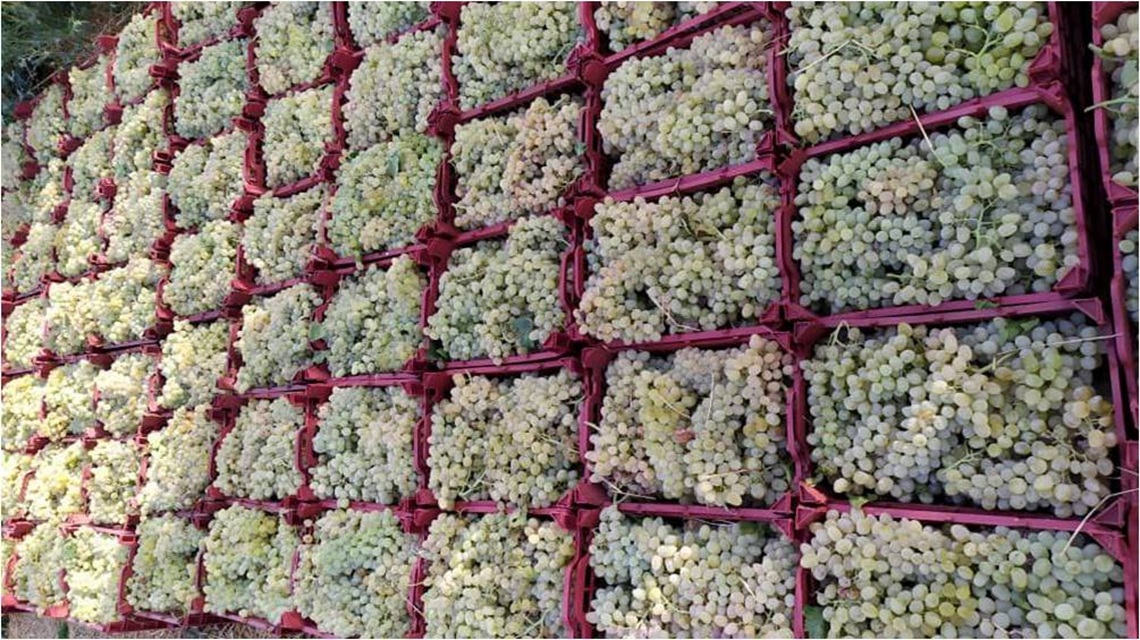 فروش باغچه در انجم آباد شهریار از ۲۵۰ متر به بالا دارای سند تکبرگ